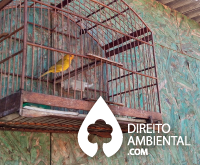 dano-ambiental-thumb_canario