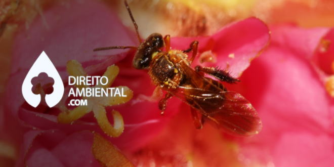 Reavaliação ambiental de agrotóxicos protege abelhas e outros polinizadores